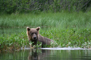 Fishing bear in Alaska