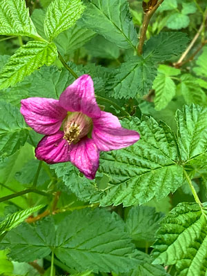 bright pink salmonberry flower